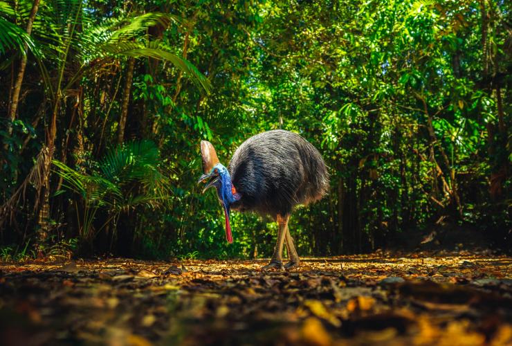 Seekor kasuari liar yang tidak bisa terbang dan memiliki wajah berwarna biru sedang mencari makanan di lantai hutan Daintree Rainforest, Queensland © Tourism and Events Queensland