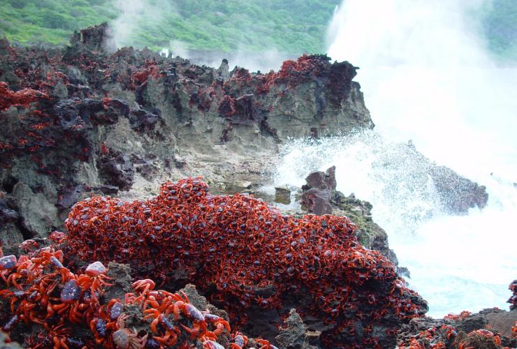 Kawanan kepiting merah di atas bebatuan di tepi samudra saat migrasi di Christmas Island © Christmas Island Tourism Association