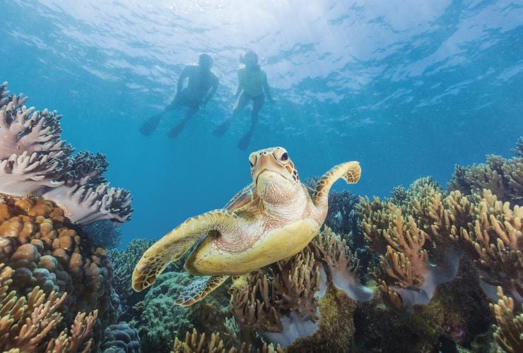 Tartaruga che nuota a Michaelmas Cay, Queensland © Tourism and Events Queensland