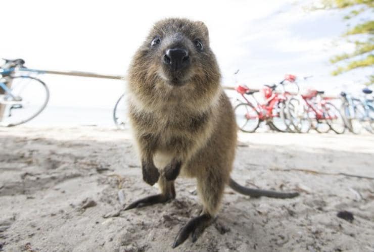 Quokka, Rottnest Island, Western Australia © Tourism Western Australia