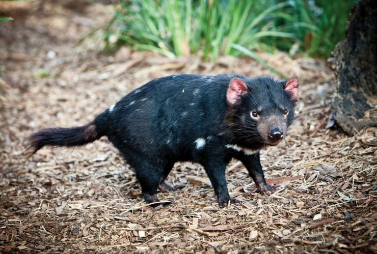 Diavolo della Tasmania, Tasmanian Devil Unzoo, Taranna, Tasmania © Tourism Tasmania, Scott Sporleder, Matador
