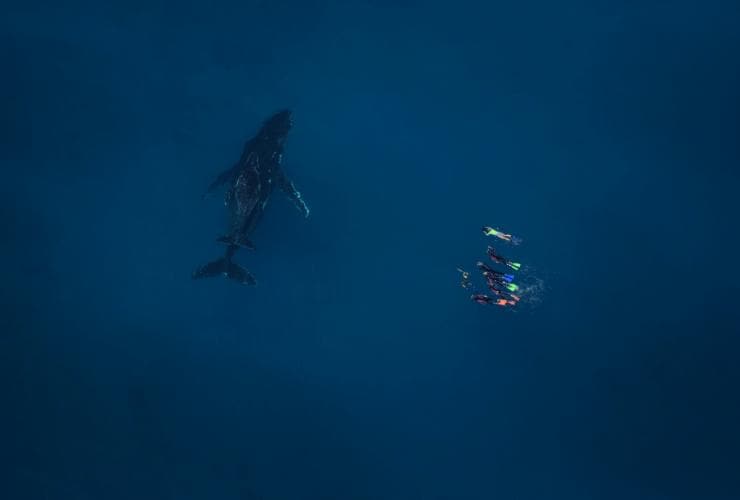 Megattera, Live Ningaloo, Exmouth, Western Australia © Ningaloo Aviation e Jacob Hill/Live Ningaloo