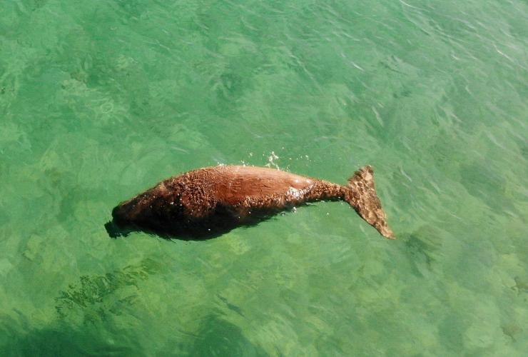 Dugonghi, Moreton Bay, Queensland © Tourism and Events Queensland