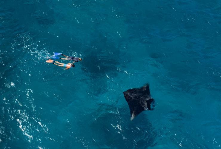 Manta, Lady Elliot Island, Queensland © Tourism and Events Queensland