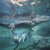 Crocosaurus Cove, Darwin, Northern Territory © Tourism Australia
