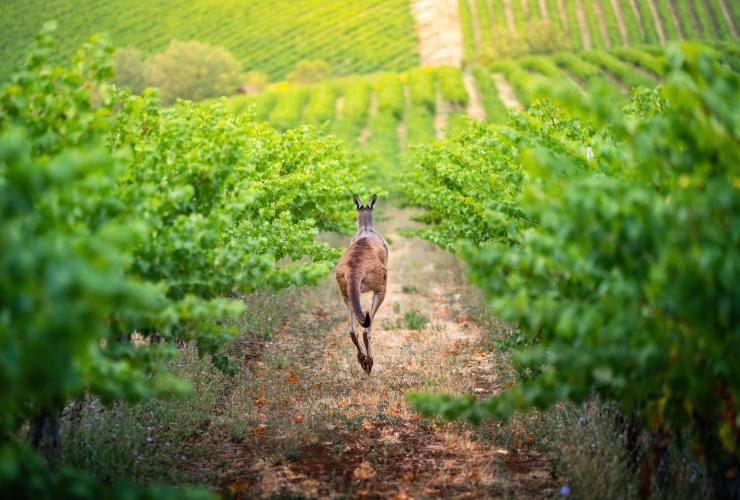 Canguro che salta tra i filari di una vigna di One Tree Hill, Adelaide Hills, South Australia © South Australian Tourism Commission 