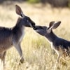 クイーンズランド州、ウィットサンデー諸島、デイドリーム島、カメラに視線を向けるカンガルー © Tourism Australia