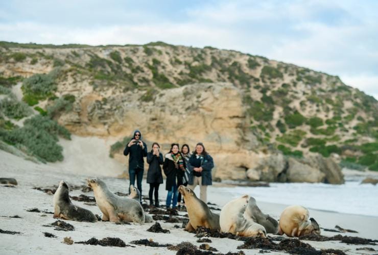 南オーストラリア州、カンガルー島、シール・ベイ © Heidi Who? photos
