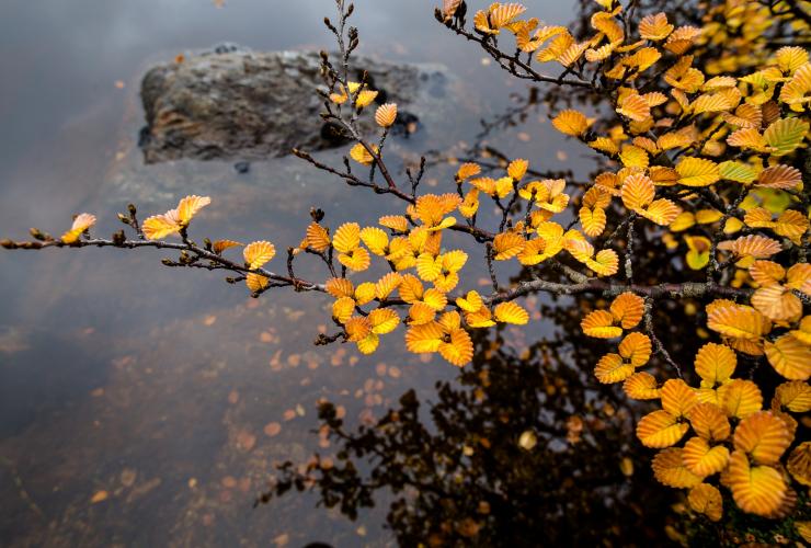 タスマニア州、ファガスの森 © Tourism Tasmania