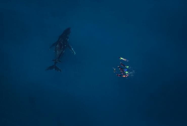 西オーストラリア州、エクスマウス、ライブ・ニンガルー、ザトウクジラ © Ningaloo Aviation and Jacob Hill / Live Ningaloo