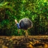 クイーンズランド州、デインツリー・レインフォレストのヒクイドリ © Tourism and Events Queensland