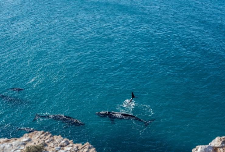 南オーストラリア州、エア半島、グレート・オーストラリアン・バイト。岩壁の近くで遊ぶクジラの群れ © South Australian Tourism Commission