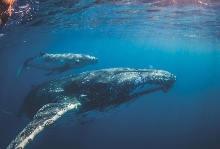 クイーンズランド州、サンシャイン・コースト、サンリーフ・ムールーラバのツアー。水中を泳ぐクジラの親子 © Migration Media Underwater Imaging