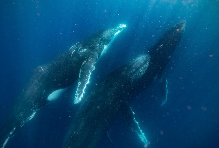 クイーンズランド州、ムールーラバ。水中を泳ぐ2頭のクジラ © Tourism Australia