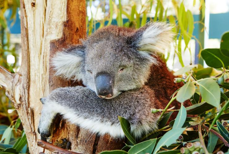 西オーストラリア州、スワン・バレー、カバシャム・ワイルドライフ・パーク。木の上で眠るコアラ © Western Australia