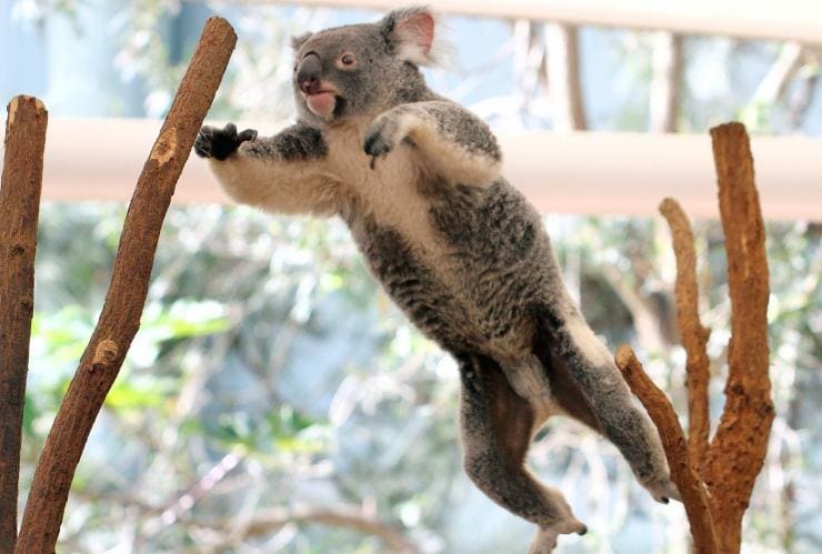 クイーンズランド州、ブリスベン、ローンパインコアラ保護区。木の枝から枝へ飛び移るコアラ © Lone Pine Koala Sanctuary