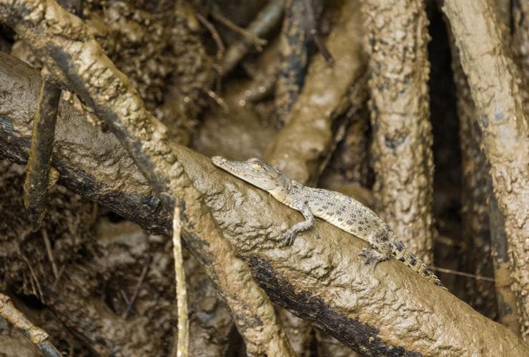 昆士蘭州戴恩樹（Daintree）FNQ Nature Tours導賞團期間一隻河口鱷魚寶寶在紅樹上曬太陽©澳洲旅遊局
